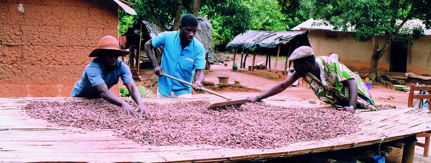 Drying Cocoa Farm Model