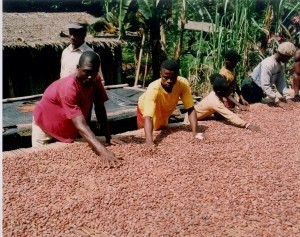 Capacity Building on Price Risk Management Strategy for Cocoa Smallholder Farmers in Africa